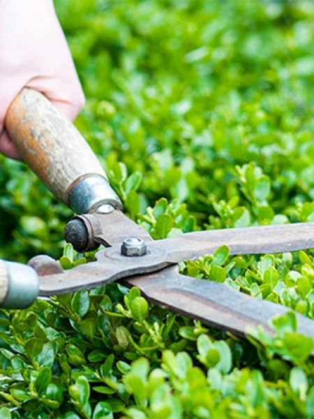 Cảnh quan - Cây xanh