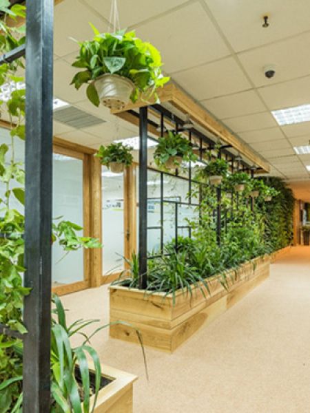 Cách chăm sóc cây cảnh văn phòng đúng, tạo không gian xanh