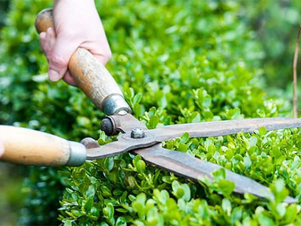 Cảnh quan - Cây xanh